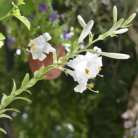 Kwatera prywatna Sirincem